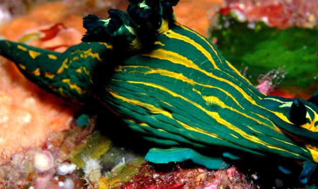 Nudibranhii - un „curcubeu” viu al mărilor și oceanelor nudibranhie