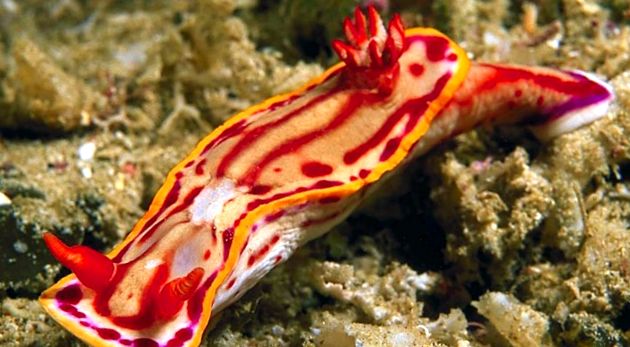 Nudibranhii - un „curcubeu” viu al mărilor și oceanelor în viaţă