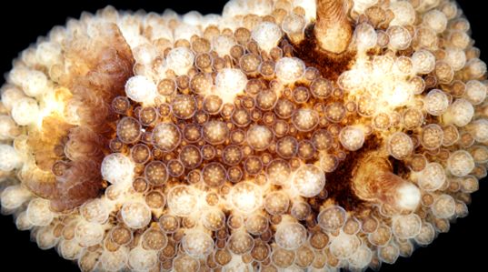 Nudibranhii - un „curcubeu” viu al mărilor și oceanelor mare