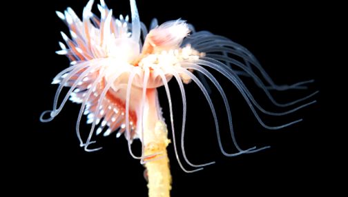 Nudibranhii - un „curcubeu” viu al mărilor și oceanelor în viaţă