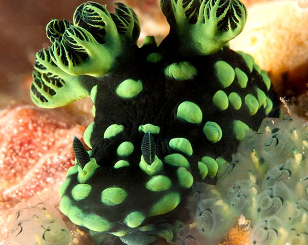 Nudibranhii - un „curcubeu” viu al mărilor și oceanelor nudibranhie