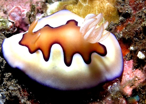 Nudibranhii - un „curcubeu” viu al mărilor și oceanelor nudibranhie