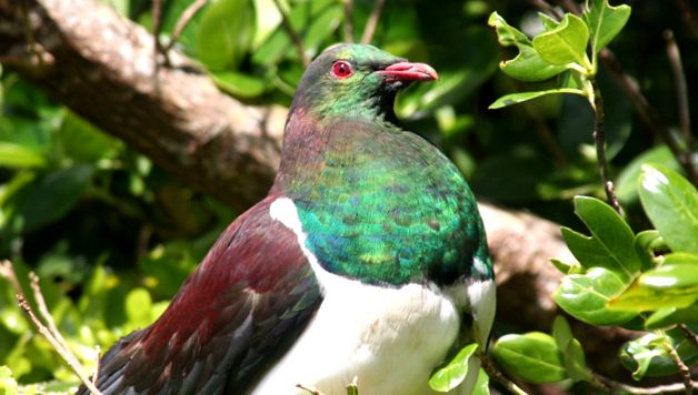Pigeons Animal Encyclopedia animal