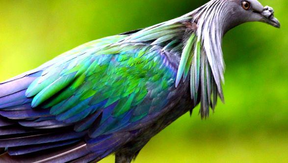 Pigeons Animal Encyclopedia porumbei de oțel