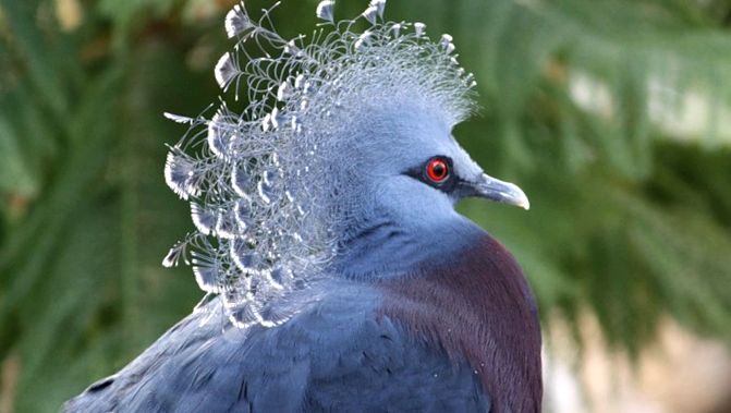 Pigeons Animal Encyclopedia porumbel