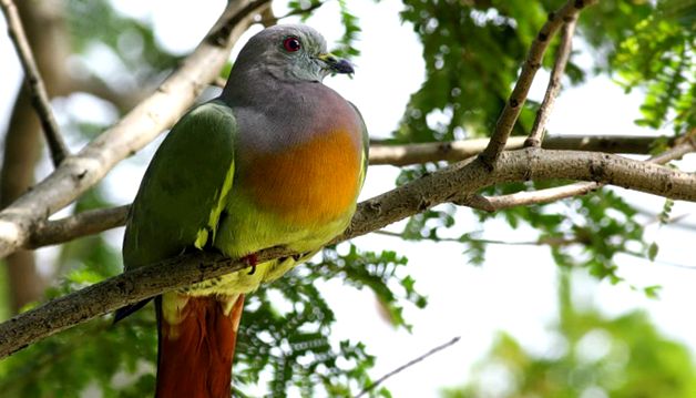Pigeons Animal Encyclopedia porumbei de oțel