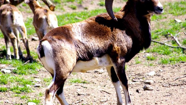 Enciclopedia Animalelor Oilor de Munte oi de munte