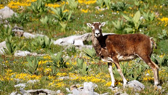 Enciclopedia Animalelor Oilor de Munte enciclopedie