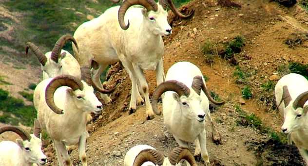 Enciclopedia Animalelor Oilor de Munte berbecii sunt
