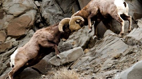 Enciclopedia Animalelor Oilor de Munte Munte