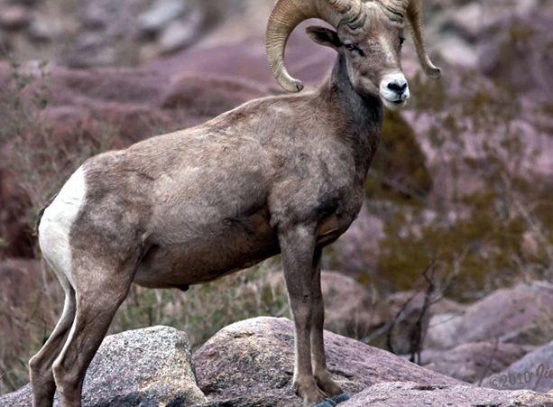 Enciclopedia Animalelor Oilor de Munte berbecii sunt
