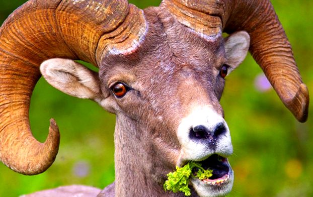 Enciclopedia Animalelor Oilor de Munte animal