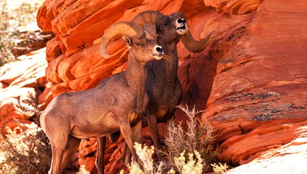 Zion National Park - Călătorie în vestul american Naţional