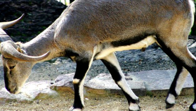 Enciclopedia Animalelor Oilor de Munte Munte
