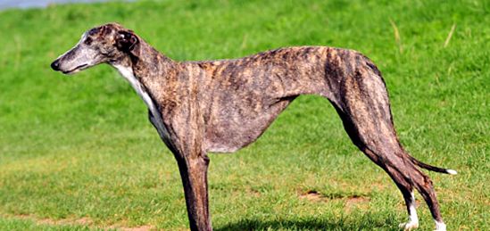 Greyhound este cel mai rapid câine de pe planetă ogar