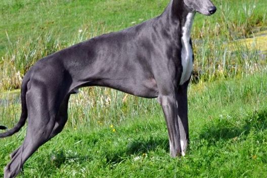 Greyhound este cel mai rapid câine de pe planetă câine
