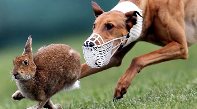 Greyhound este cel mai rapid câine de pe planetă ogar