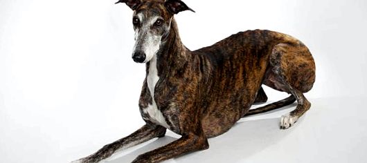 Greyhound este cel mai rapid câine de pe planetă cel mai