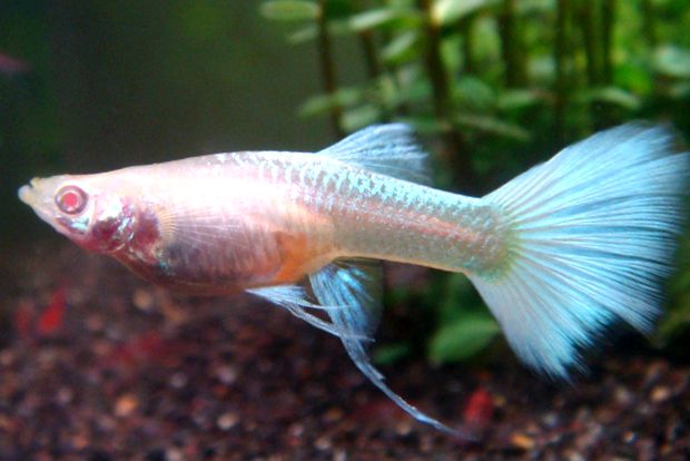 Guppii sunt cei mai nepretențioși și cei mai coloranți pești de acvariu cel mai