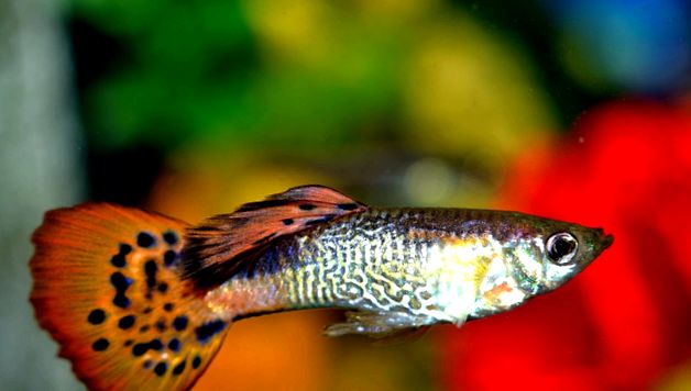 Guppii sunt cei mai nepretențioși și cei mai coloranți pești de acvariu cel mai