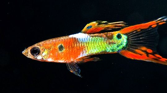 Guppii sunt cei mai nepretențioși și cei mai coloranți pești de acvariu modest
