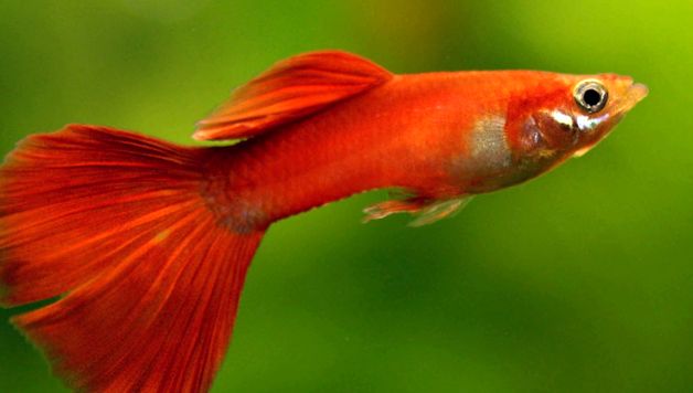 Guppii sunt cei mai nepretențioși și cei mai coloranți pești de acvariu cel mai