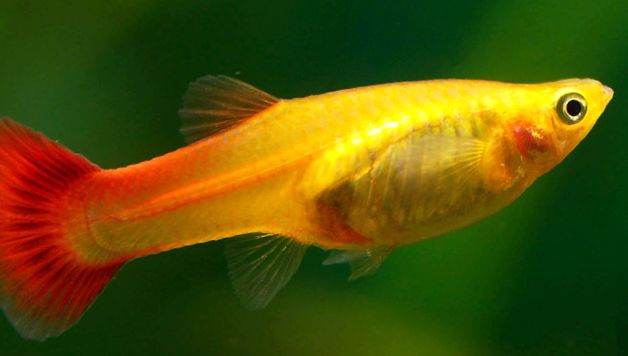 Guppii sunt cei mai nepretențioși și cei mai coloranți pești de acvariu guppy