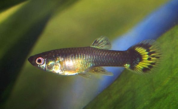 Guppii sunt cei mai nepretențioși și cei mai coloranți pești de acvariu acvariu
