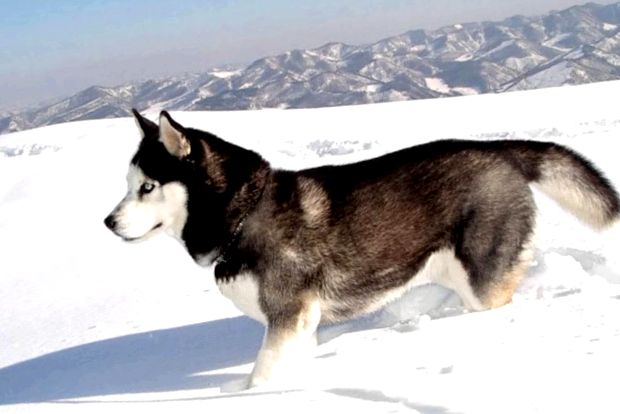 Siberian Husky Animal Encyclopedia husky