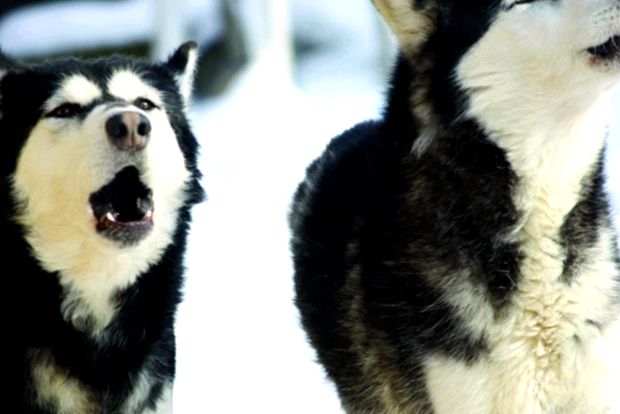 Siberian Husky Animal Encyclopedia husky