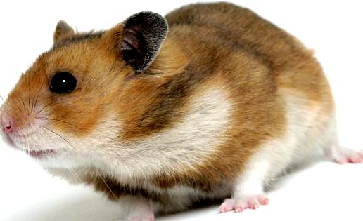 Hamsterii sunt bebeluși adorabili în casa noastră. aceste rozătoare