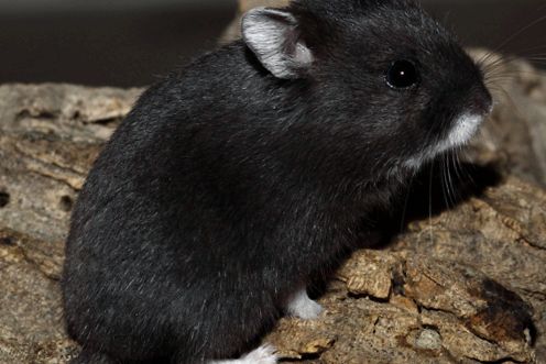 Hamsterii sunt bebeluși adorabili în casa noastră. aceste rozătoare