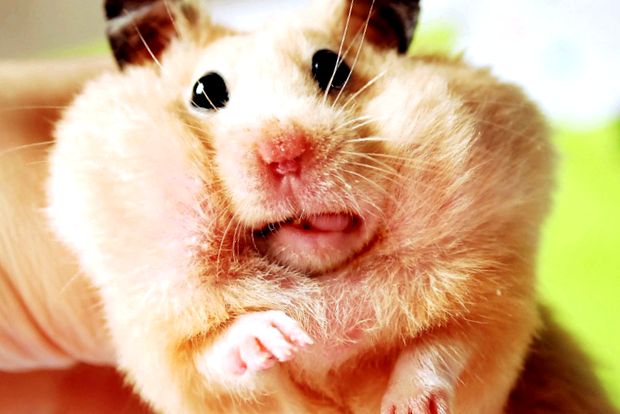 Hamsterii sunt bebeluși adorabili în casa noastră. copil