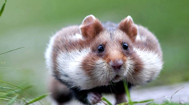 Hamsterii sunt bebeluși adorabili în casa noastră. hamster