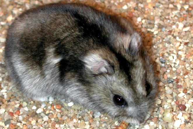 Hamsterii sunt bebeluși adorabili în casa noastră. fermecător