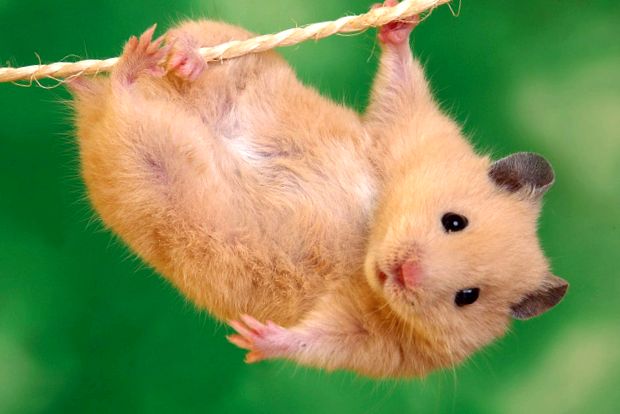 Hamsterii sunt bebeluși adorabili în casa noastră. fermecător