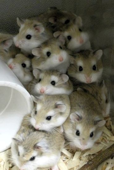 Hamsterii sunt bebeluși adorabili în casa noastră. fermecător