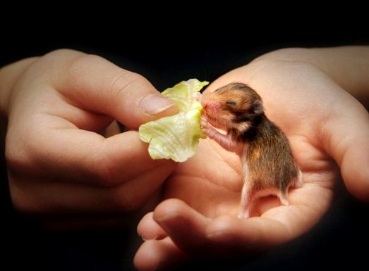 Hamsterii sunt bebeluși adorabili în casa noastră. aceste rozătoare
