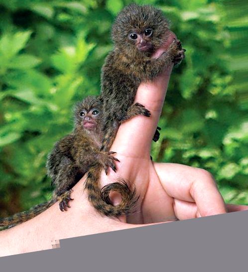 Enciclopedia animalelor Maimuțelor animal