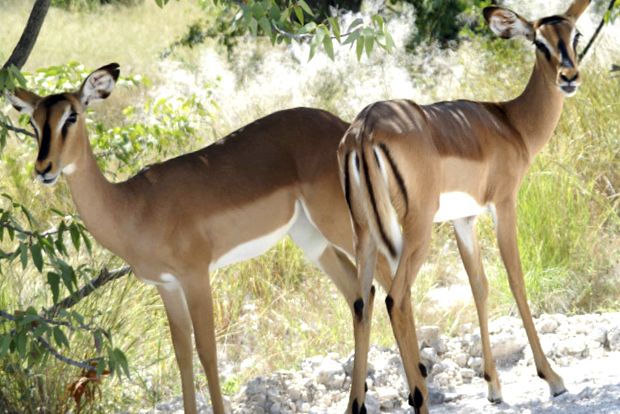 Enciclopedia animalelor din Parcul Național Etosha un parc