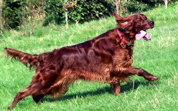 Irish Setter Animal Encyclopedia irlandez
