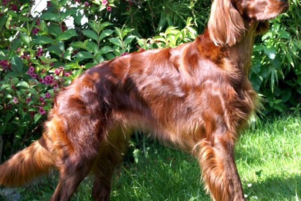 Irish Setter Animal Encyclopedia setter