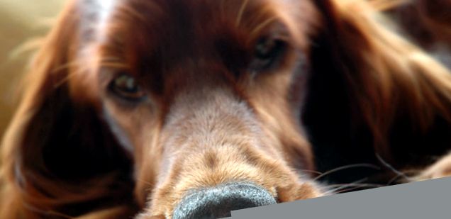 Irish Setter Animal Encyclopedia Setters irlandezi
