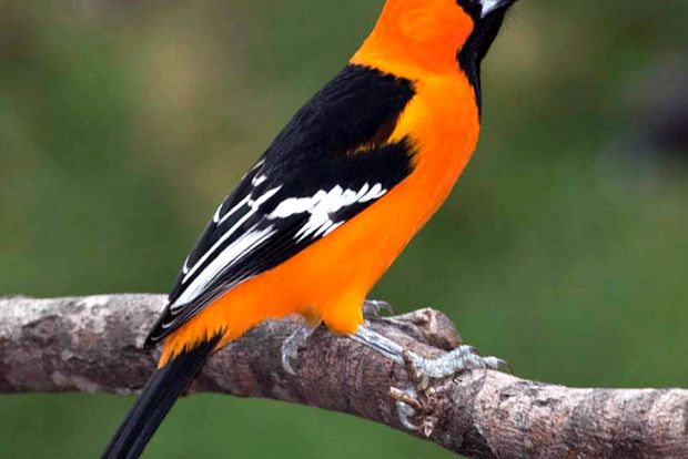 Orioles Enciclopedia Animalelor enciclopedie
