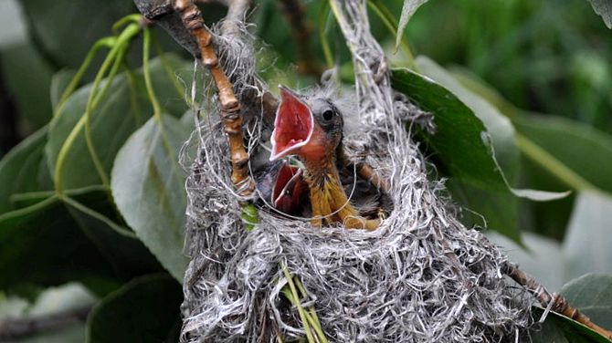 Orioles Enciclopedia Animalelor grangur