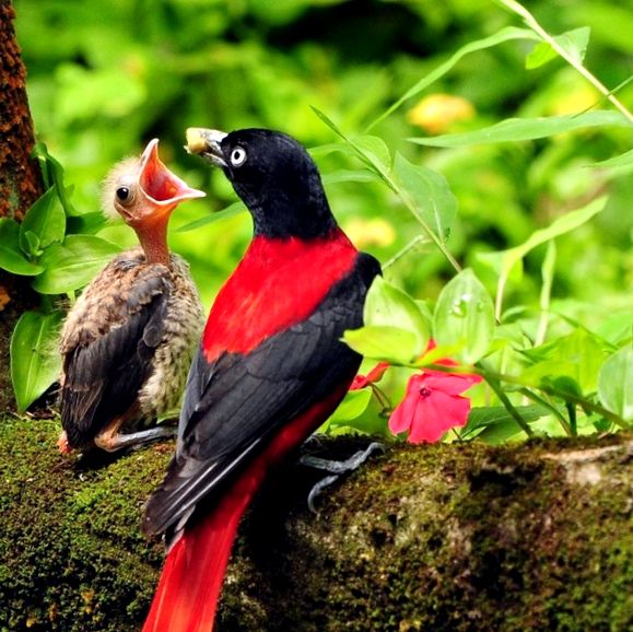 Orioles Enciclopedia Animalelor aceste păsări