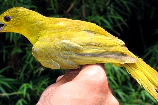 Orioles Enciclopedia Animalelor grangur