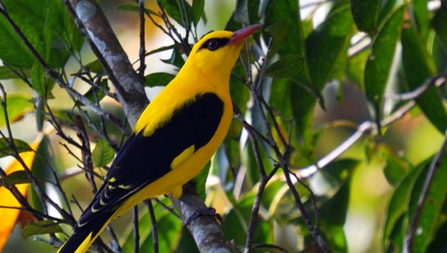 Orioles Enciclopedia Animalelor grangur