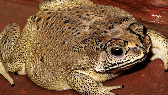 Toads Animal Encyclopedia broasca