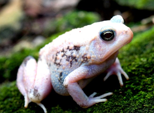 Toads Animal Encyclopedia broasca
